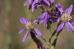 Eastern silver aster